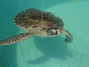 The Turtle Hospital Marathon, FL
