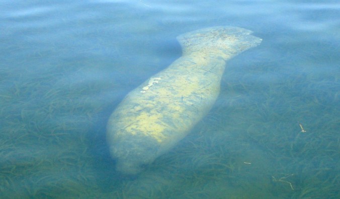 Manatee at Conch Key Note Scars and Tail Notch