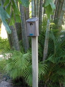 Nest box with baby Great Crested Flycatcher. Photo by Tara Powers