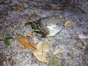 Baby Great Crested Flycatcher. Photo by Tara Powers