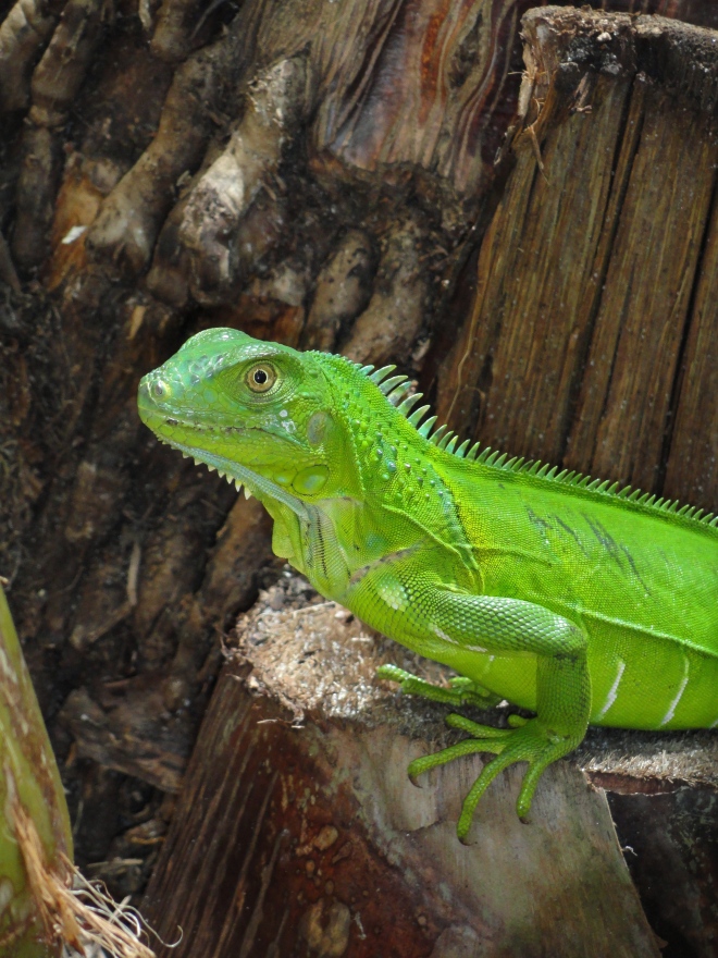 Green Iguana in Stuart, FL Photo by Tara Powers