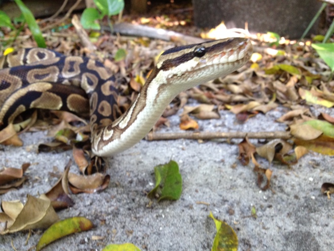 Ball Python in Florida