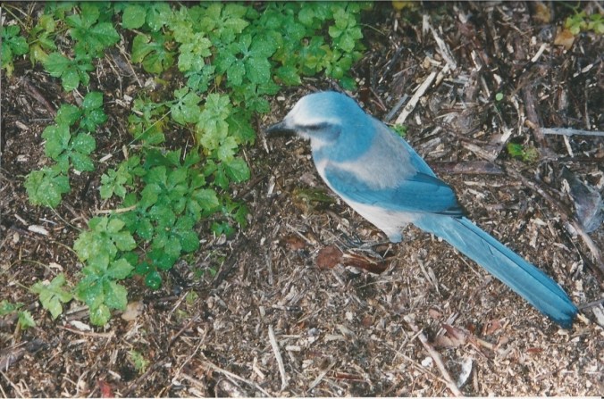 Scrub Jay 3 November 2001