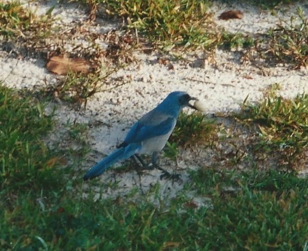 Scrub Jay 5 November 2001 - Version 2