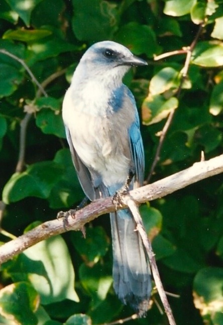 Scrub Jay November 2001 - Version 2