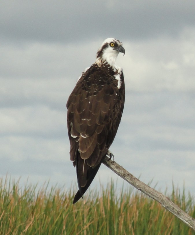 DSC04427 - Version 2