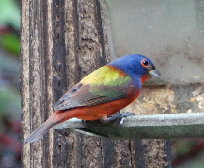 DSC00911 - Version 2