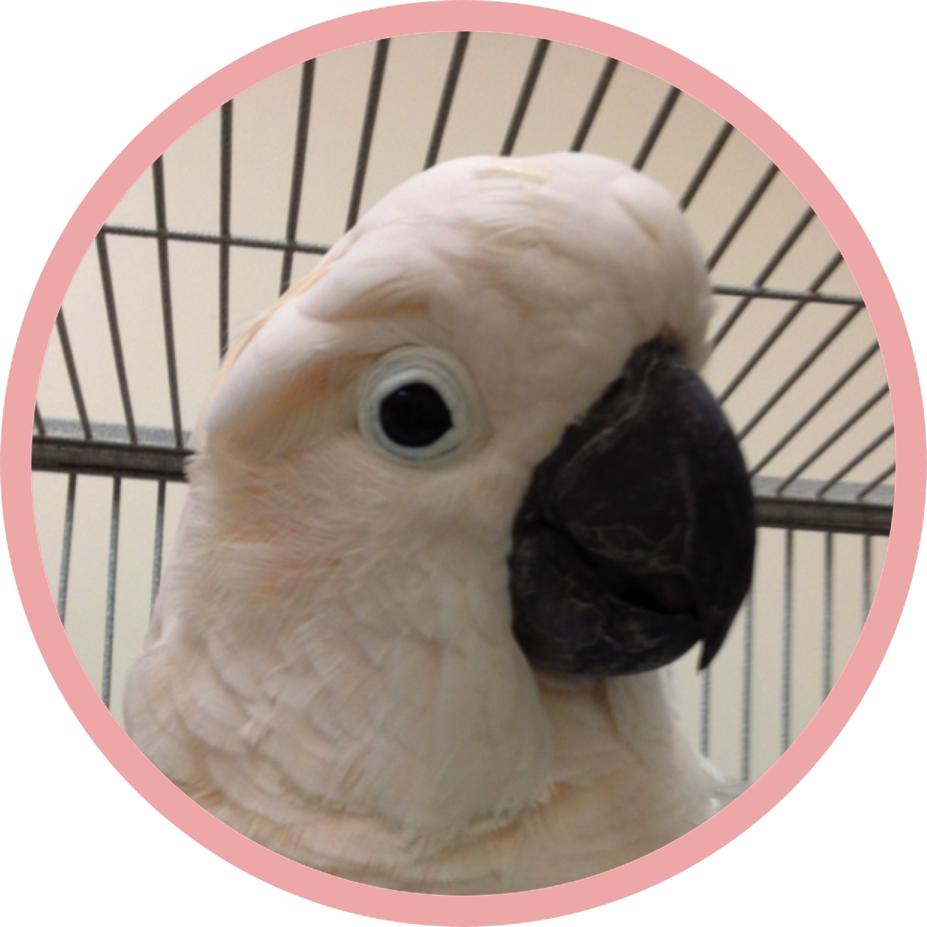 Binky Bird Moluccan Cockatoo
