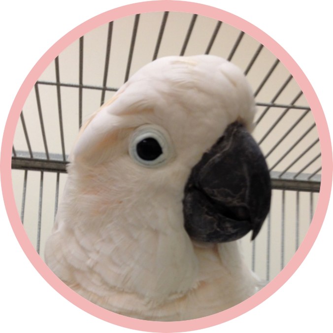 Binky Bird Moluccan Cockatoo