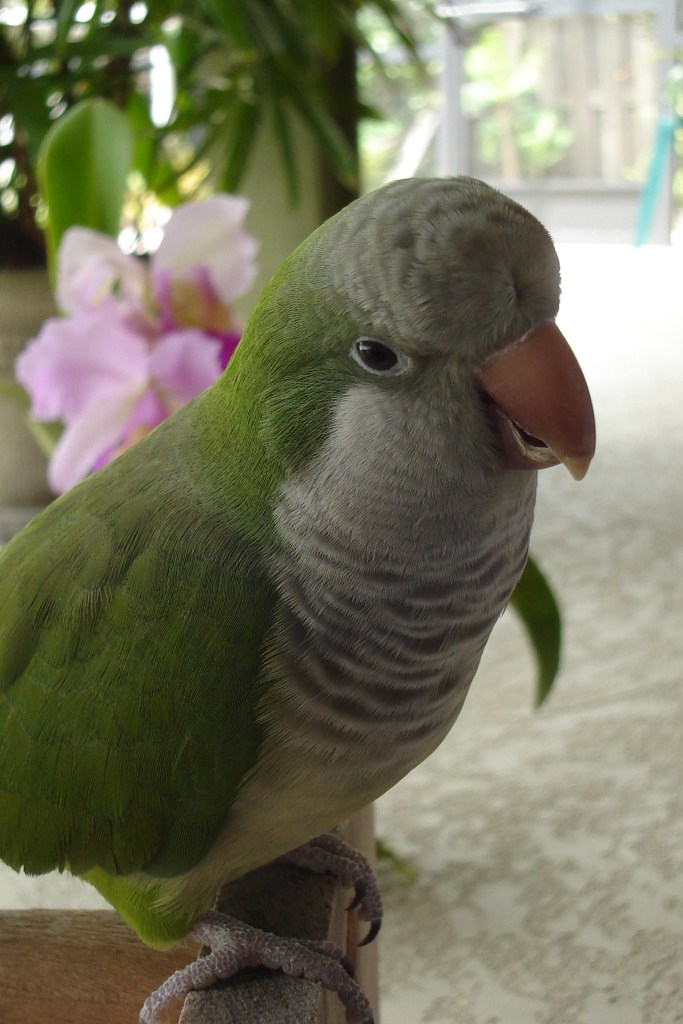 Calypso with orchids